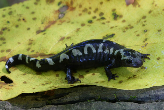 Marbled Salamander